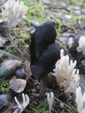 Helvella atra image