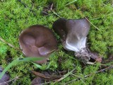 Helvella leucomelaena image