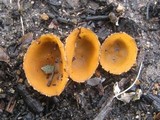 Geopyxis carbonaria image