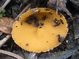 Geopyxis carbonaria image