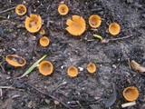 Geopyxis carbonaria image