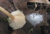 Clitocybe fragrans image
