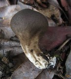 Lycoperdon umbrinum image
