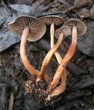 Gymnopus fuscopurpureus image