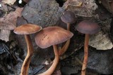 Gymnopus fuscopurpureus image