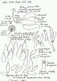 Mycena albissima image