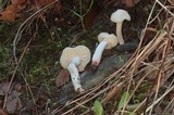 Hygrocybe virginea var. virginea image