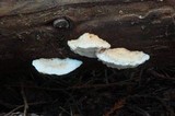 Postia fragilis image