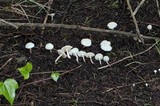 Cuphophyllus virgineus image