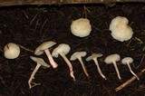 Cuphophyllus virgineus image