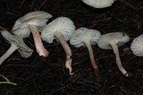 Cuphophyllus virgineus image