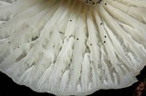 Cuphophyllus virgineus image