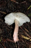 Cuphophyllus virgineus image