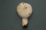 Russula raoultii image