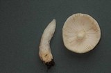 Russula raoultii image