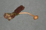 Galerina dimorphocystis image