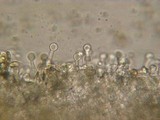 Galerina dimorphocystis image
