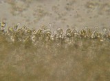 Galerina dimorphocystis image