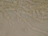 Galerina dimorphocystis image