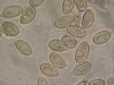 Galerina dimorphocystis image