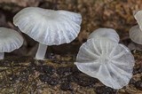 Delicatula integrella image