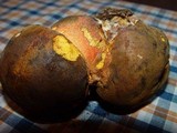 Boletus erythropus image