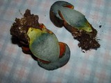 Boletus erythropus image