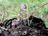 Mycena purpureofusca image