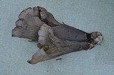 Gomphus clavatus image