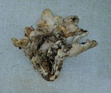 Cantharellus subalbidus image