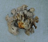 Cantharellus subalbidus image