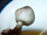 Tricholoma saponaceum image