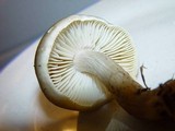 Tricholoma saponaceum image
