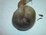 Tricholoma saponaceum image