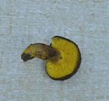 Phylloporus arenicola image