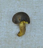 Phylloporus arenicola image