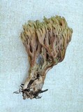 Ramaria apiculata image