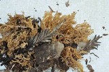 Phaeoclavulina myceliosa image