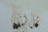Clavulina coralloides image