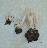 Clavulina rugosa image