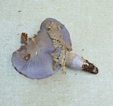 Cortinarius cylindripes image