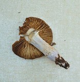 Cortinarius cylindripes image