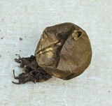 Lycoperdon umbrinum image