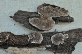 Datronia mollis image