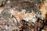 Gloeoporus dichrous image