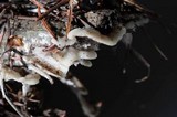 Gloeoporus dichrous image