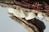 Gloeoporus dichrous image