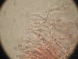 Gloeoporus dichrous image