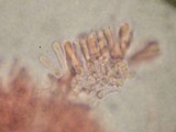 Gloeoporus dichrous image
