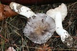 Tricholoma mutabile image